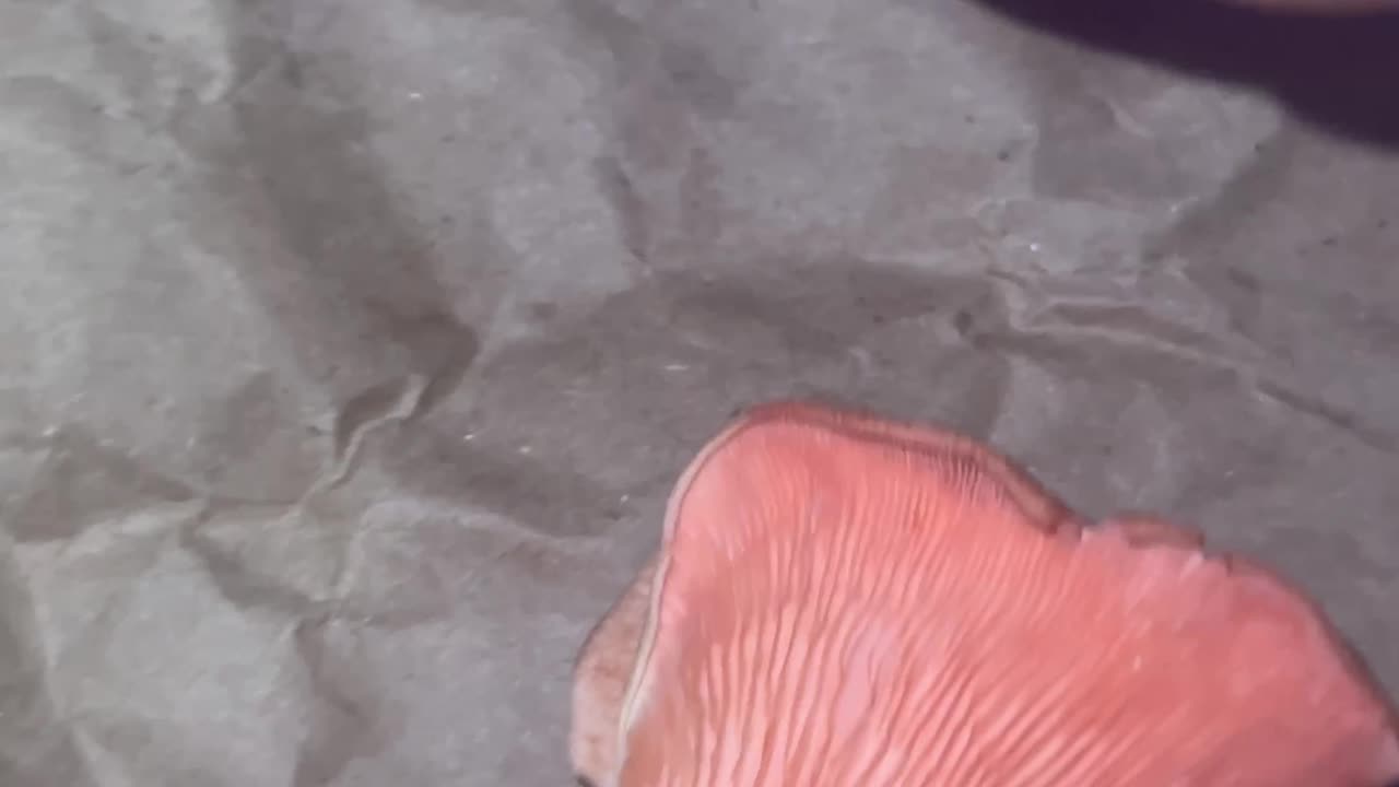 Easy mushroom spore print pink oyster mushrooms