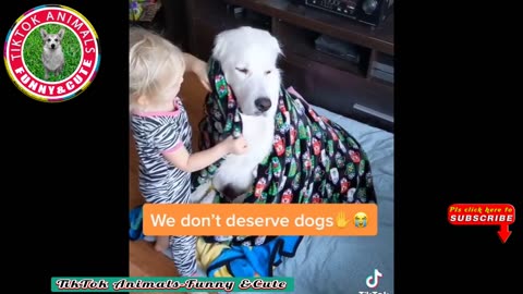 TikTok Animals-Funny and Cute -Dog