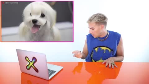 The hairdresser's reaction to the dog, when cutting the animal's hair