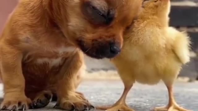 Cute Puppy and Chiks Love 🥰😘#viral #shorts #youtube #trending