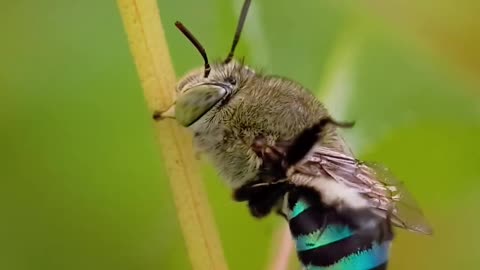 A Beautiful Blue Bee