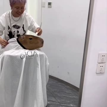 Capybara getting some salon time 🤣
