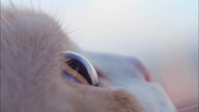 Cats have the clearest eyes in the world