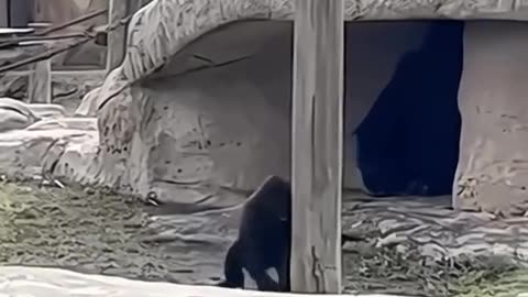 funny dogs