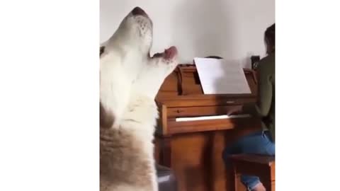 Funny Singing Husky