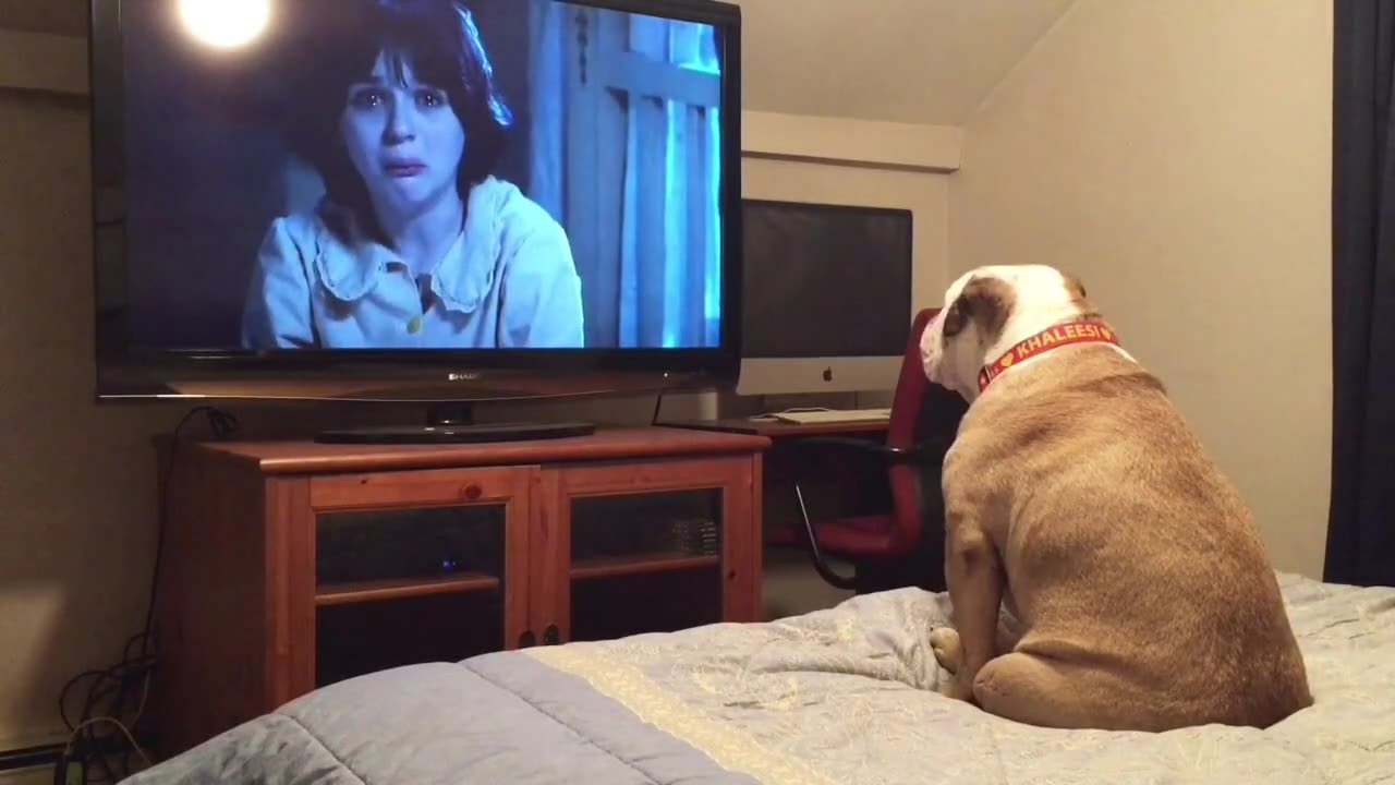 The Bulldog is watching horror and see what's he doing