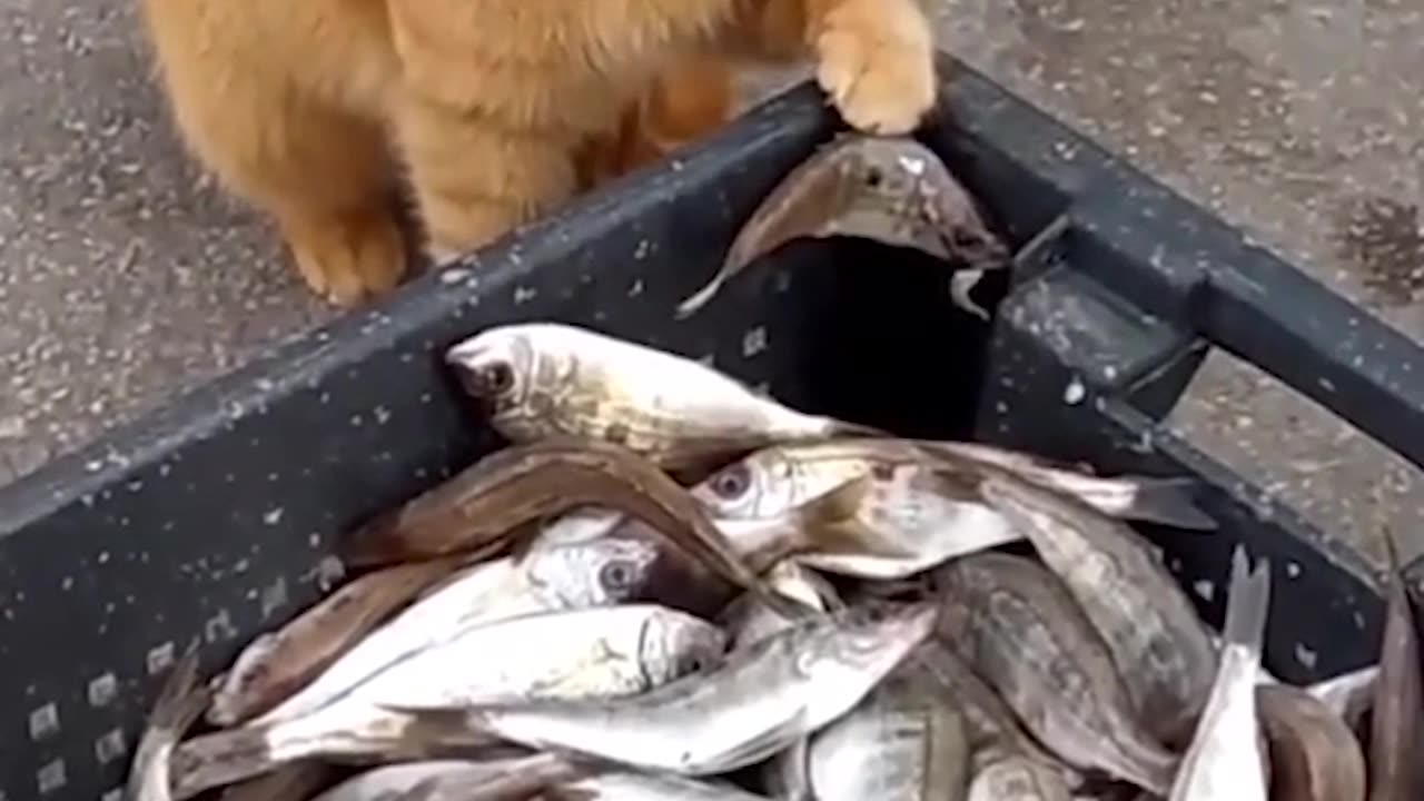 love of kittens will save the world