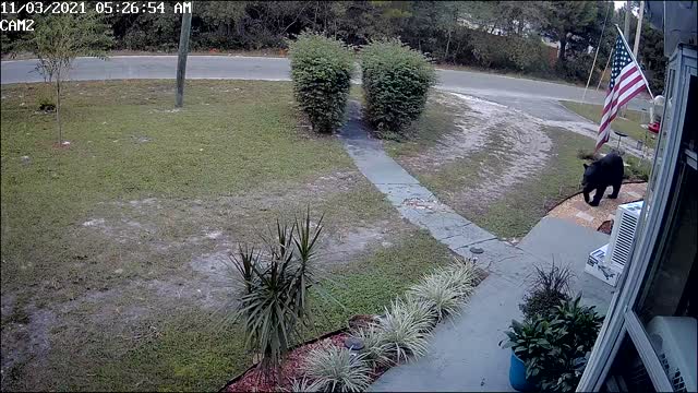 Bear Surprised by Cat While Looking for Snack