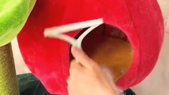catscratchingframe