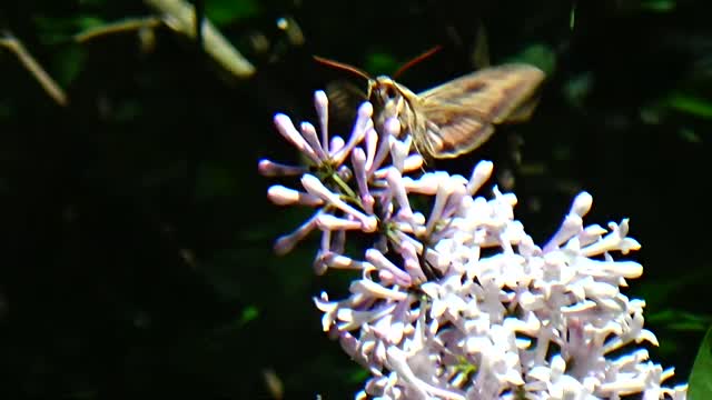 Hawk Moth