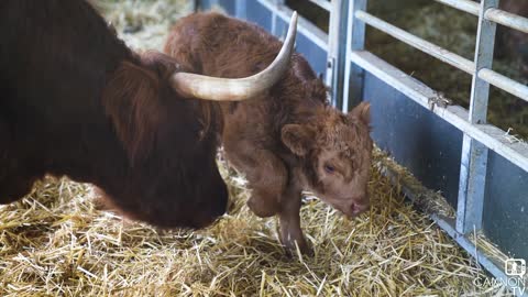 Help us name Lady's calf -