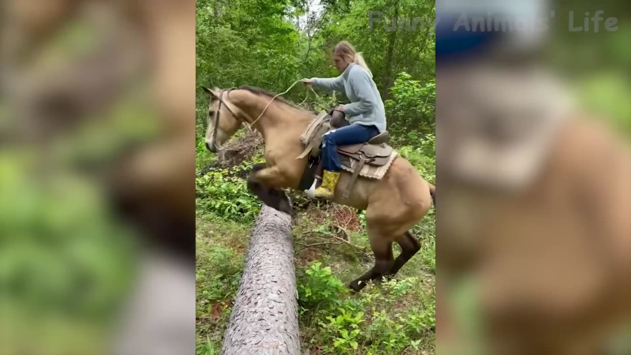 Best Funny Animals