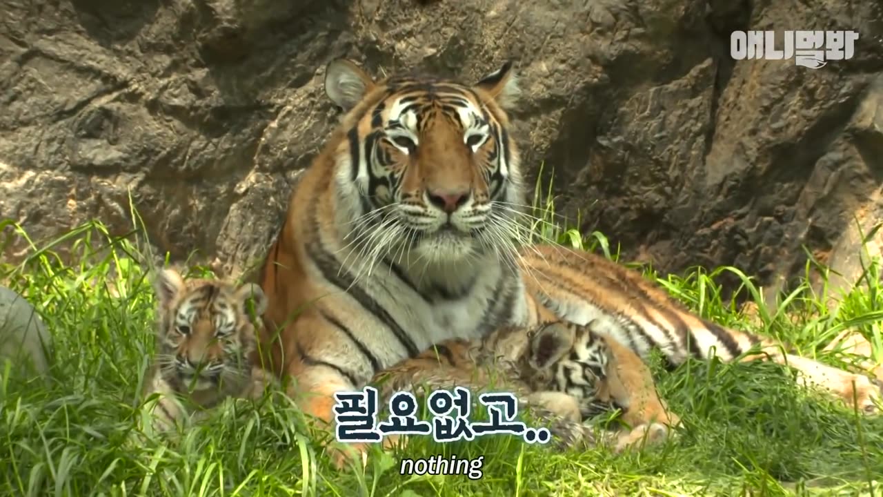 Baby Tiger Siblings Get A Vaccine Shot For The First Time In Their Life