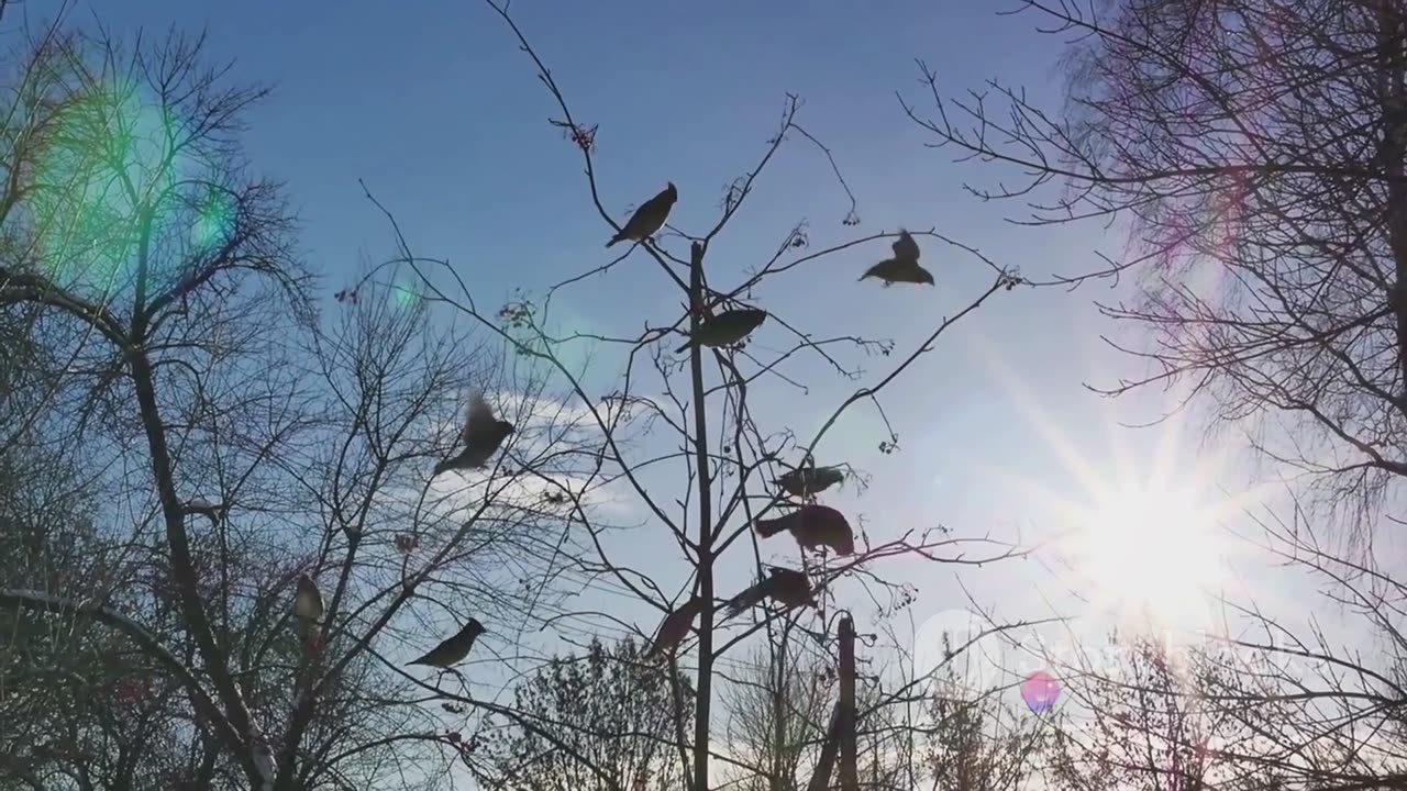 The Jungle's Symphony: Music of Birds and Insects