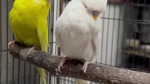 Show budgies