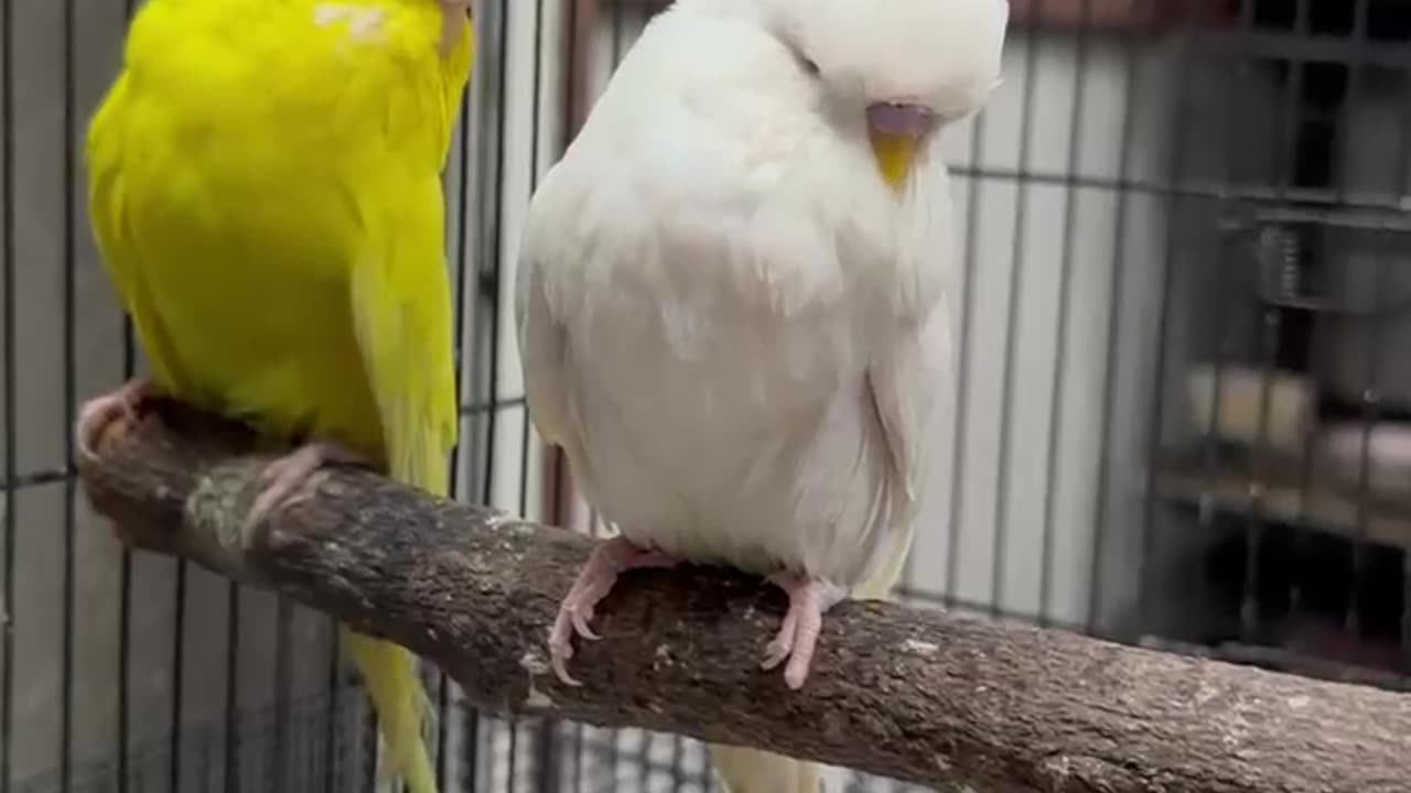 Show budgies