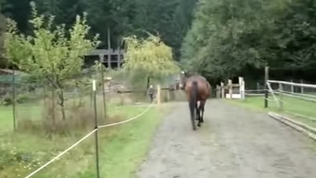 Horse farted and scared itself AND CHILD