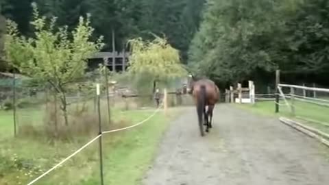 Horse farted and scared itself AND CHILD