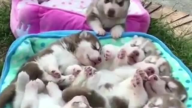 A lot of dogs together, it's lively