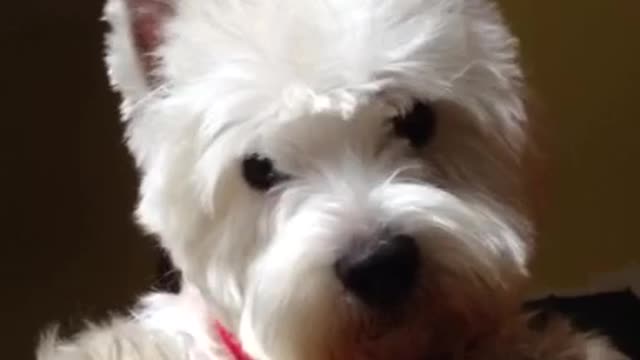 Ogi the cute Westie