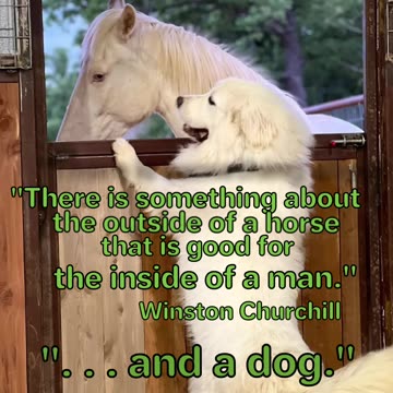 This Horse and Dog Are Best Friends!