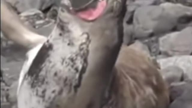 Funny Video | Funny Fails