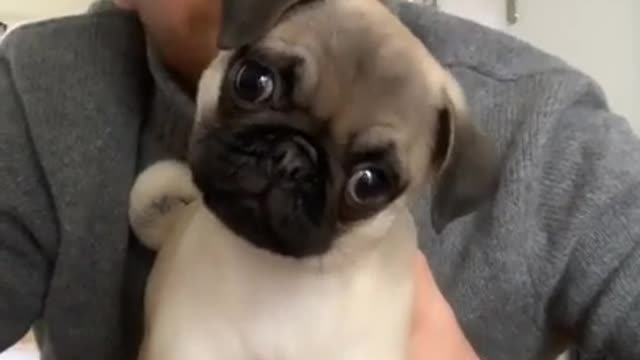 Most adorable puppies. Heart Melting moments.