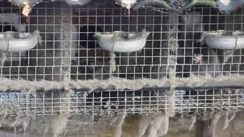 German fur farm - Pelzfarm (2 / 2), November 2009