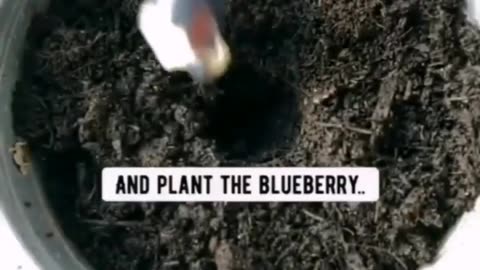 How to grow a blueberry plant from a single blueberry ♥️