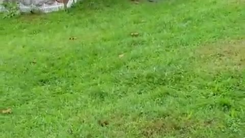 Amanda Grace Talks..Revelation, The Ducks & Faithful in a little is A Door to the Promise!!