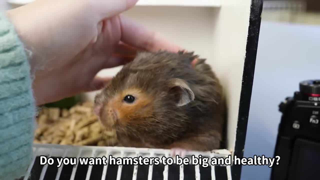 Diet Coke, the World's Biggest Hamster?