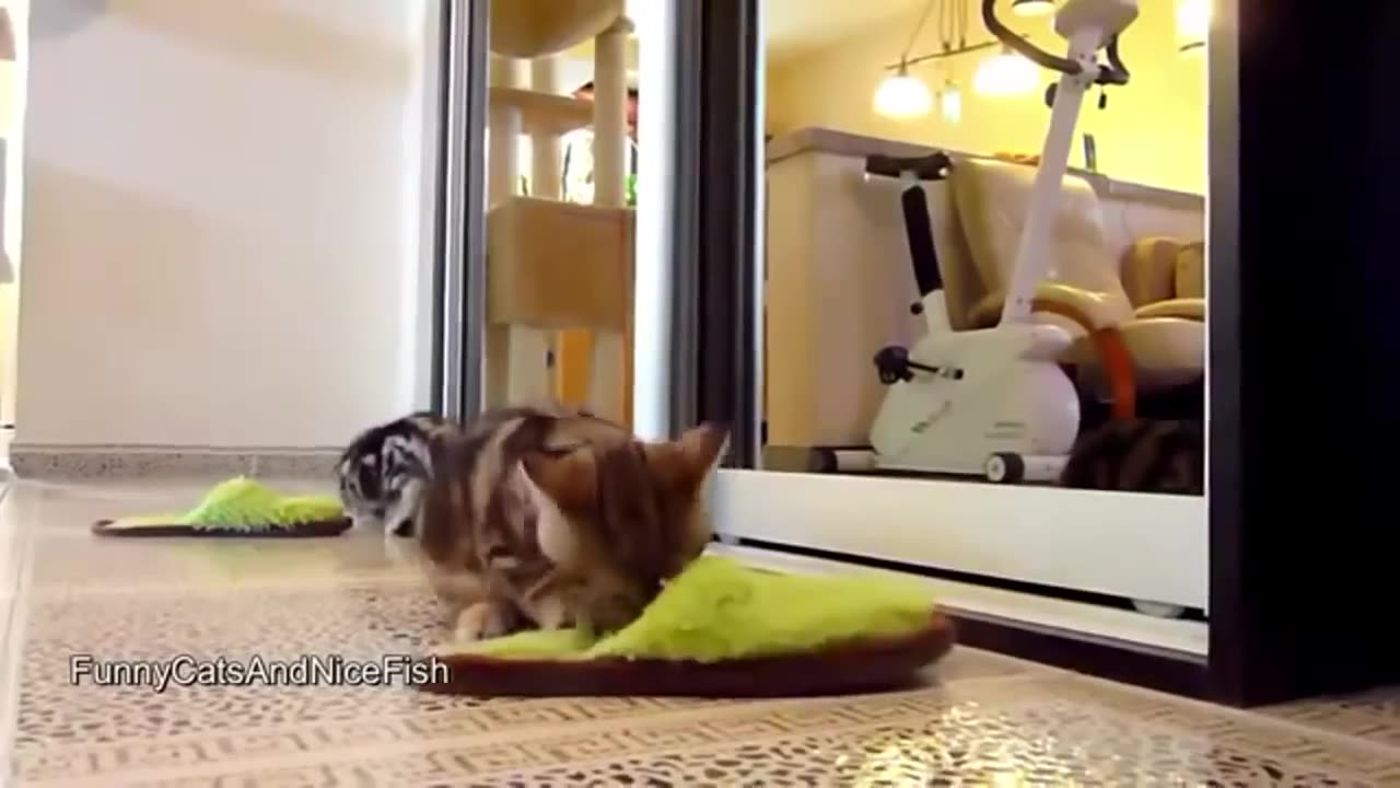 Funniest Cat videos