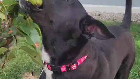 Dog Picks Pear From Tree All By Herself