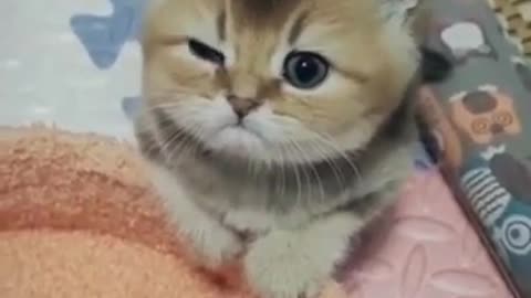 SOO CUTE - CUTE KITTY RUMBLE