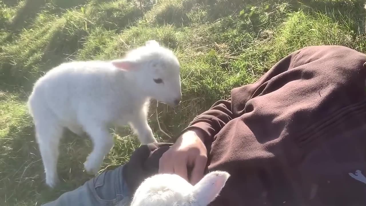 Cute Lamb Needs Attention