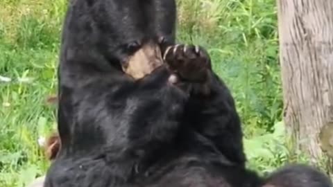 What is the black bear doing?