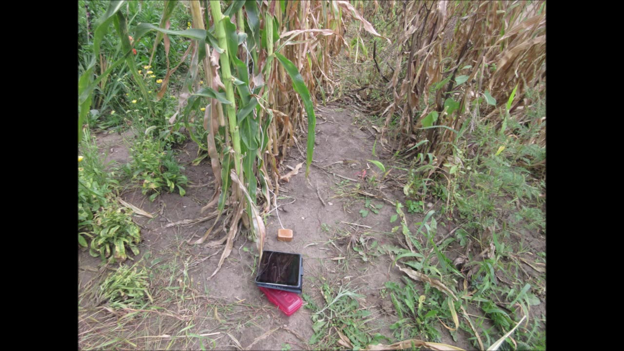 Dark Purple Husks Seneca Red Corn Sept 2022