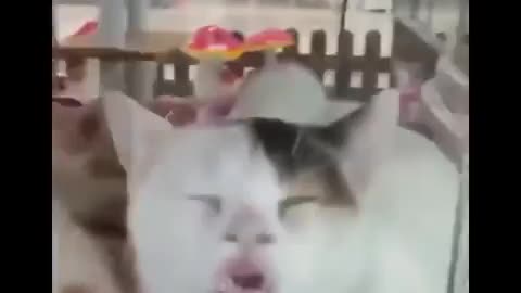 Cute funny cats