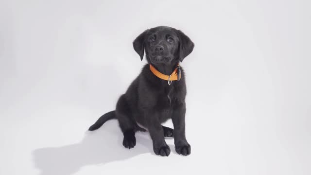 Labrador Retriever puppy on white screen playing