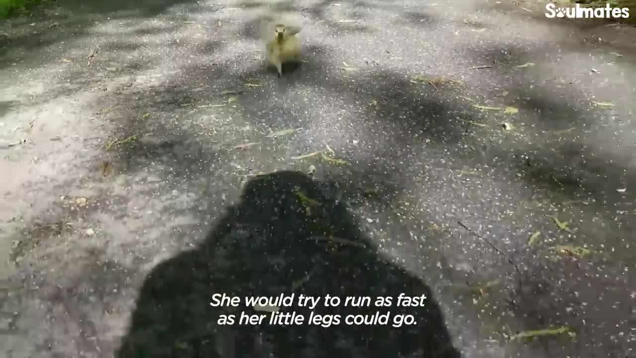 Guy Teaches His Rescued Gosling How To Fly | The Dodo Soulmates