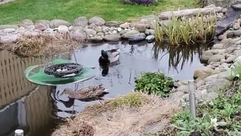 Två gräsänder bor i en egen damm