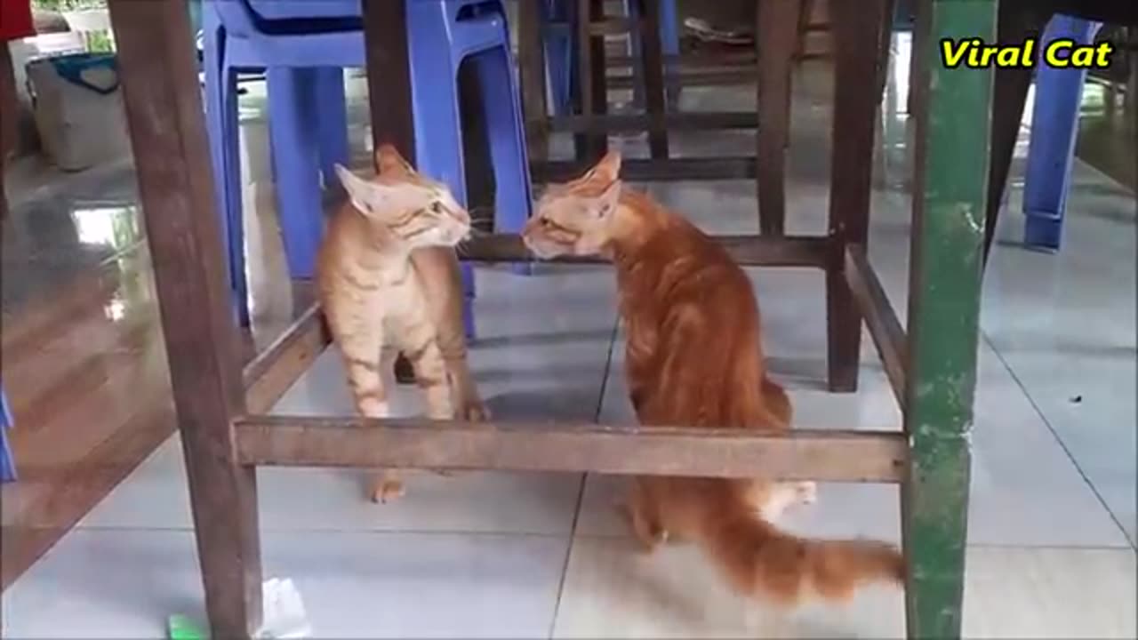 Cats fighting and meowing these two are bloody