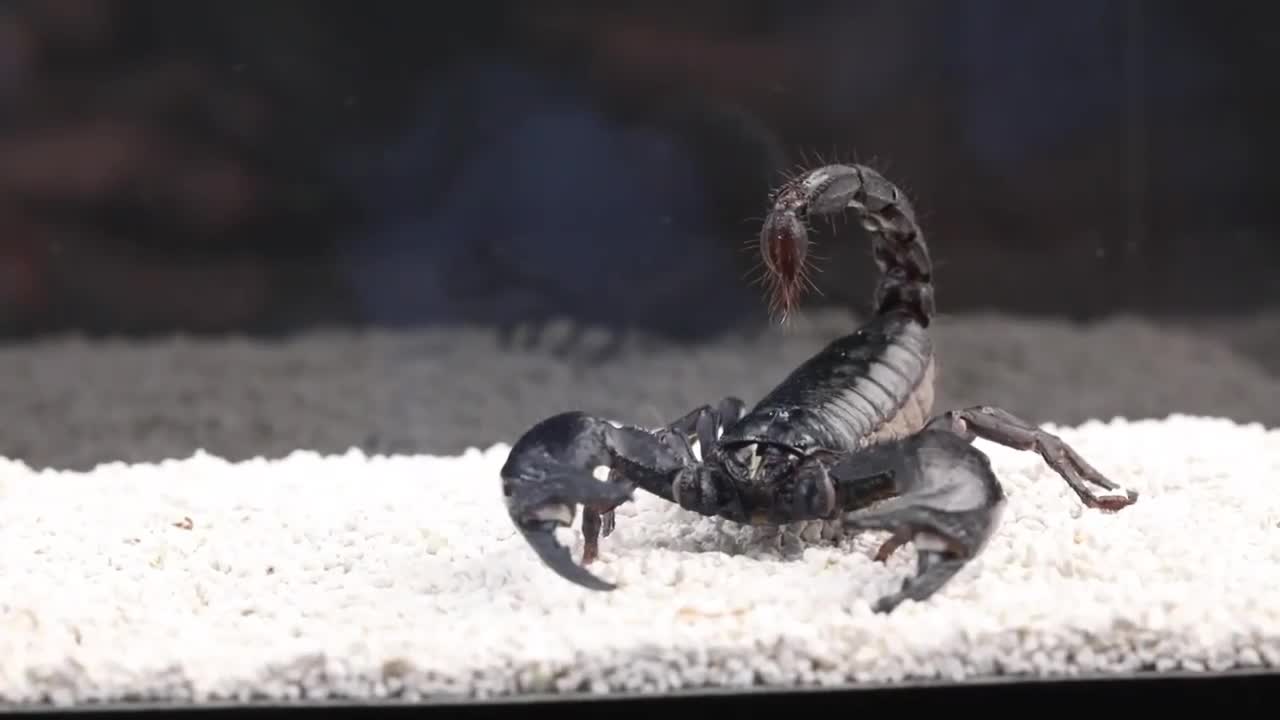 WHAT WILL BE IF THE SCORPION SEES CENTIPEDE
