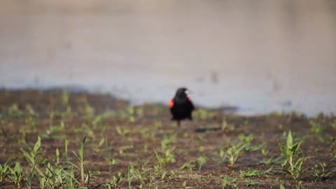 Crow funn near lake