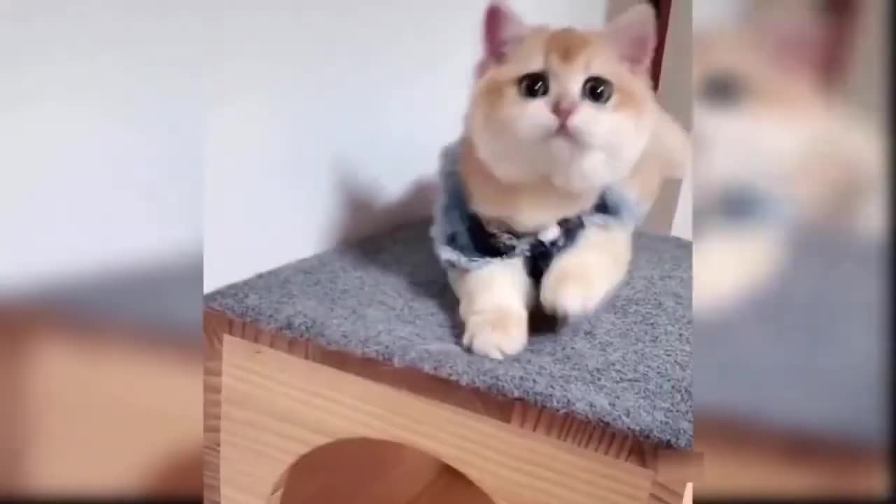 Try Not To Laugh Cats Cute Reactions - Funny Cat Videos #76