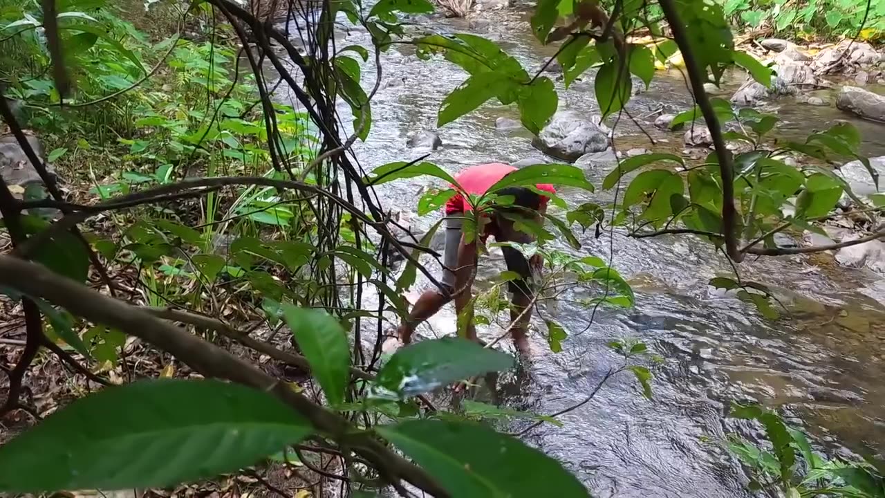 Pick lots egg near river and Cooking eggs on the rock for dinner - Survival cooking in jungle