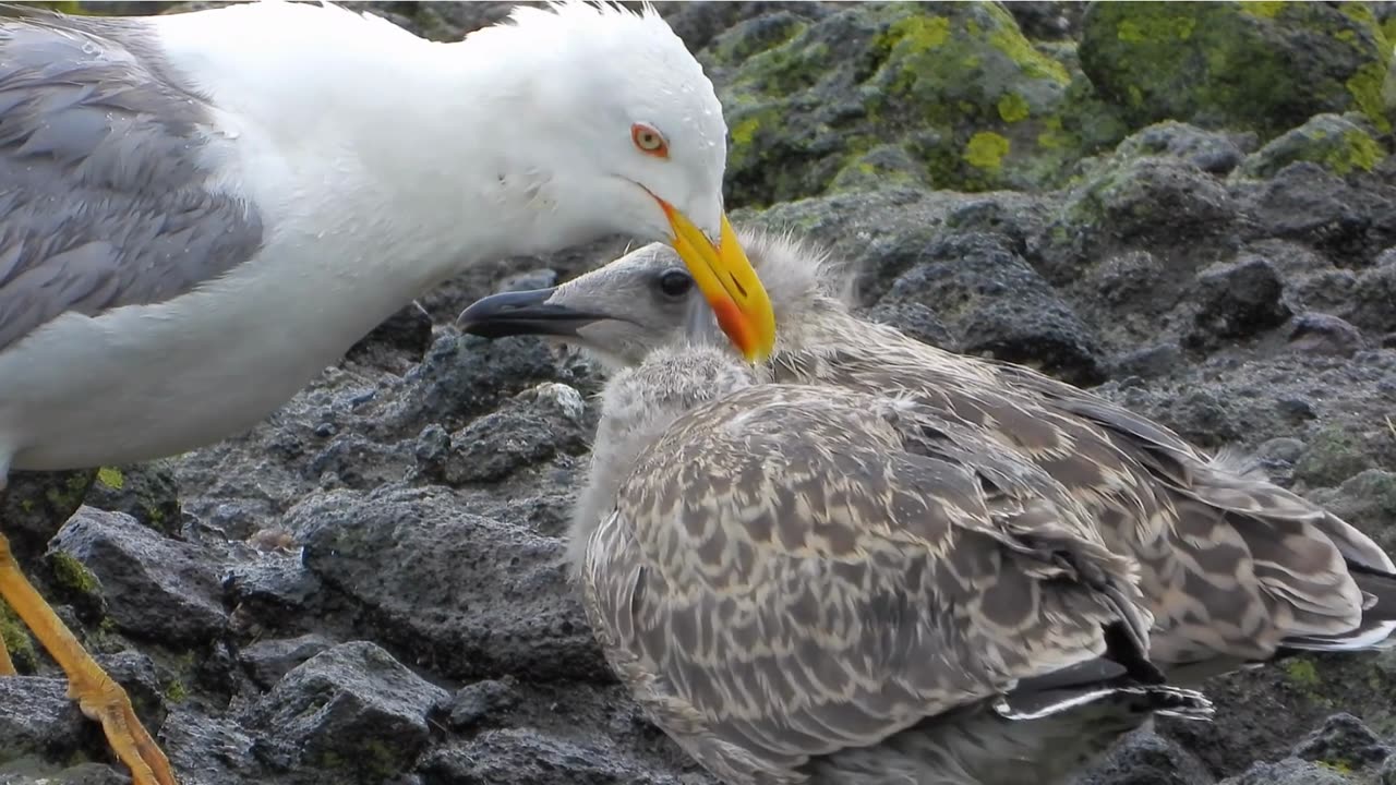 🌟 Heartwarming moment caught on cam: Seagull Mom Feeds Hungry Chicks! 🐦🍼