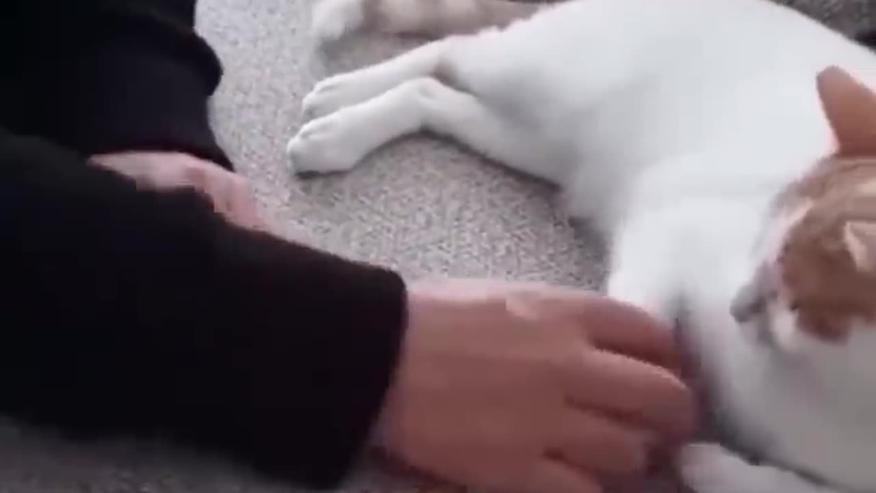 FUNNY CAT VIDEOS :D