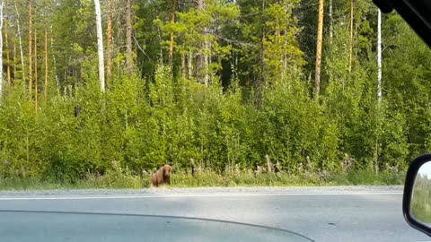 A bear on the road