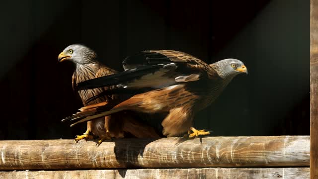 Graceful Falcon Flying and Landing on a Wooden Perch in Slow Motion